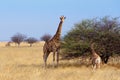 Adult female giraffe with calf grazzing on tree