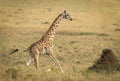 Adult female giraffe running across the vast grassy plains of Masai Mara in Kenya Royalty Free Stock Photo