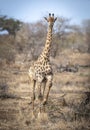 A vertical portrait of an adult female giraffe standing in dry bush in Kruger Park in South Africa Royalty Free Stock Photo