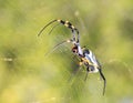 Dangerous Insects from Africa - Golden Orb Web Weaver Spider 2 Royalty Free Stock Photo