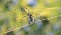 Dangerous Insects from Africa - Golden Orb Web Weaver Spider 3 Royalty Free Stock Photo