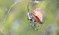 Dangerous Insects from Africa - Golden Orb Web Weaver Spider Kills Royalty Free Stock Photo