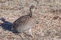 Female Greater Prairie Chicken