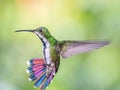 Adult Female Green Breasted Mango Hummingbird Royalty Free Stock Photo