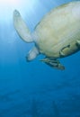 Adult female Green turtle swiming. Royalty Free Stock Photo