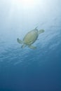 Adult female green turtle swimming. Royalty Free Stock Photo