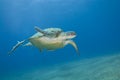 Adult female green turtle swimming.