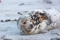 An adult female grey seal on Heligoland's dune, lying in the sand on a beach. Royalty Free Stock Photo