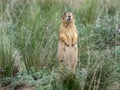 Adult female Gunnison's prairie dog