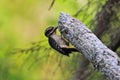 Adult female Hairy Woodpecker