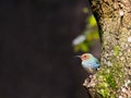 Adult female honeycreeper on tree