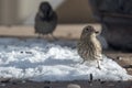 House finch eating seeds off a back yard deck with a sparrow in the background Royalty Free Stock Photo