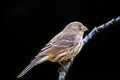 Adult female house finch Royalty Free Stock Photo