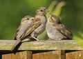 An adult female house sparrow passer domesticus feeding babies Royalty Free Stock Photo