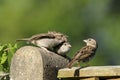 An adult female house sparrow passer domesticus feeding babies Royalty Free Stock Photo