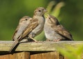 An adult female house sparrow passer domesticus feeding babies Royalty Free Stock Photo