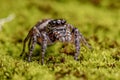 Adult female Jumping Spider Royalty Free Stock Photo