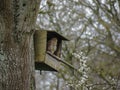 Adult female kestrel contemplates life. Royalty Free Stock Photo