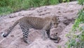 Adult female leopard and cub playing in the sand at Sabi Sands safari park, Kruger, South Africa Royalty Free Stock Photo