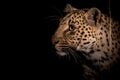 Adult female leopard listening to strange sounds during night. Royalty Free Stock Photo