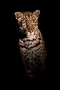 Adult female leopard in spotlight Royalty Free Stock Photo