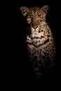 Adult female leopard in spotlight staring straight at viewer. Royalty Free Stock Photo