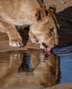 Adult female lion drinks at a watering hole