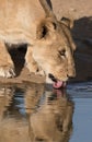 Adult female lion drinks at a watering hole