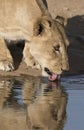 Adult female lion drinks at a watering hole