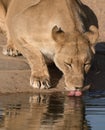 Adult female lion drinks at a watering hole
