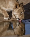 Adult female lion drinks at a watering hole