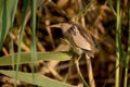 An adult male and a young Little Bittern Royalty Free Stock Photo