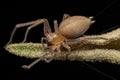 Adult Female Long legged Sac Spider Royalty Free Stock Photo