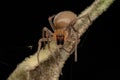 Adult Female Long legged Sac Spider Royalty Free Stock Photo