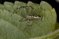 Adult Female Lynx Spider