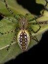 Adult Female Lynx Spider