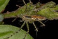 Adult Female Lynx Spider