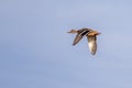Female mallard duck flying against a clear blue sky Royalty Free Stock Photo