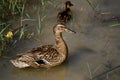 Adult female mallard standing on alert with her duckling Royalty Free Stock Photo