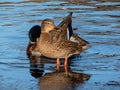 Adult female mallard or wild duck (Anas platyrhynchos) with predominantly mottled plumage standing on ice Royalty Free Stock Photo