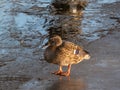Adult female mallard or wild duck (Anas platyrhynchos) with predominantly mottled plumage standing on ice Royalty Free Stock Photo
