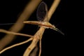 Adult Female Mayfly Insect