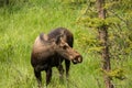 Adult Female Moose in Colorado Royalty Free Stock Photo