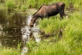 Adult Female Moose Drinking from Pond in Colorado Royalty Free Stock Photo