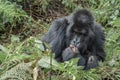Adult female mountain gorilla caressing the feet of a baby mountain gorilla