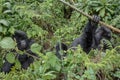 Adult female mountain gorilla holding a branch while an adolescent gorilla looks on Royalty Free Stock Photo