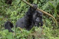 Adult female mountain gorilla holding a branch Royalty Free Stock Photo