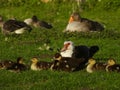 Adult female of muscovy duck sittin in the grass with its babies