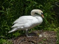Adult female Mute Swan stands over nest, guarding eggs