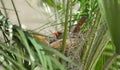 adult female Northern Cardinal - Cardinalis cardinalis - nestled comfortably on top of eggs and nest in a fan palm tree in Florida